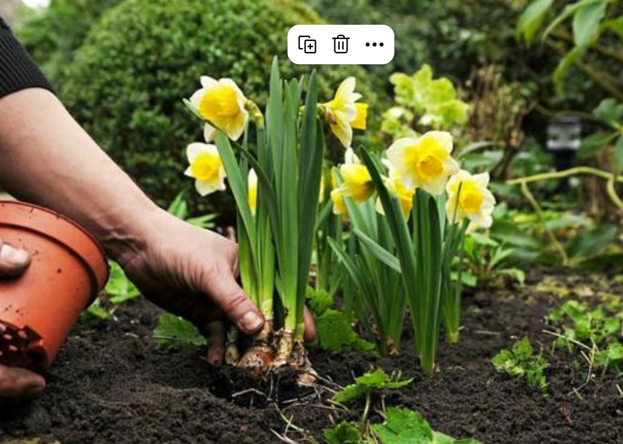 C&aacute;ch trồng c&acirc;y Hoa Thủy Ti&ecirc;n